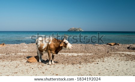 Drone photography of Cala and Barcaggio beach with cows on the beach and turquoise waters in Cap Corse