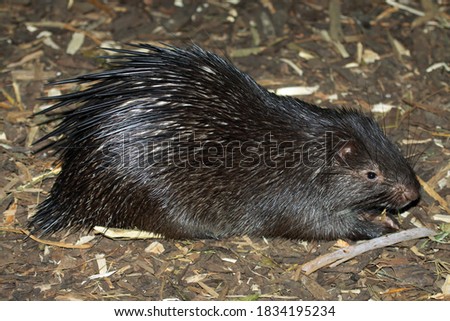 Philippine porcupine (Hystrix pumila); captive animal
