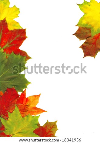 Red autumn leaves isolated on white, high quality picture with Clipping Path