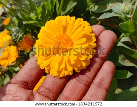 Beautiful Pot marigold.Close up of Colorful Pot Marigold flower.Yellow Flower against Green Leaves.Yellow Pot Marigold Flower.Beautiful Calendula Flower.With Selective Focus on the Subject.