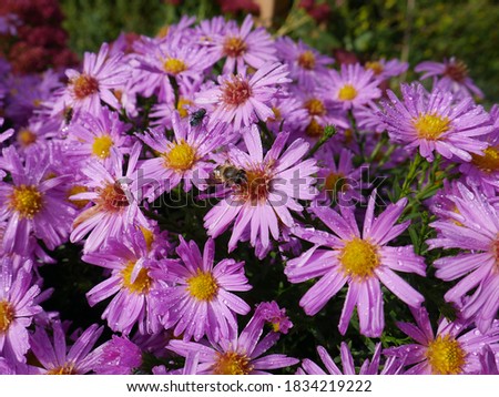 The flowers of the New York aster (Aster novi-belgii) with insects.