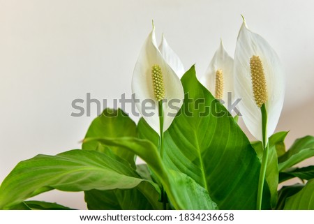 Decorative houseplant Spathiphyllum wallisii. Commonly known as peace lily. Royalty-Free Stock Photo #1834236658