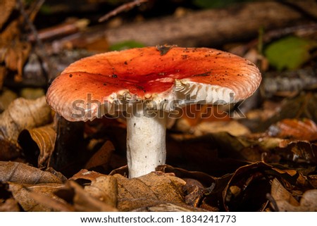 A closeup picture of an orange fungus in a forest. Dark brown and orange leaves in the background. Picture from Bokskogen, Malmo, southern Sweden