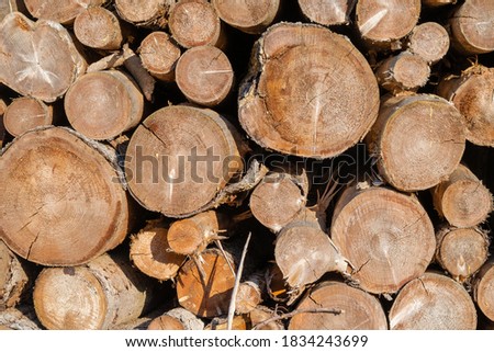 Logs stacked in the forest