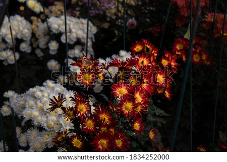 flowers in the autumn garden