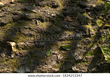 Textured tree bark with leaves, moss and sunburst stripes 