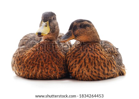 Large wild ducks isolated on a white background.