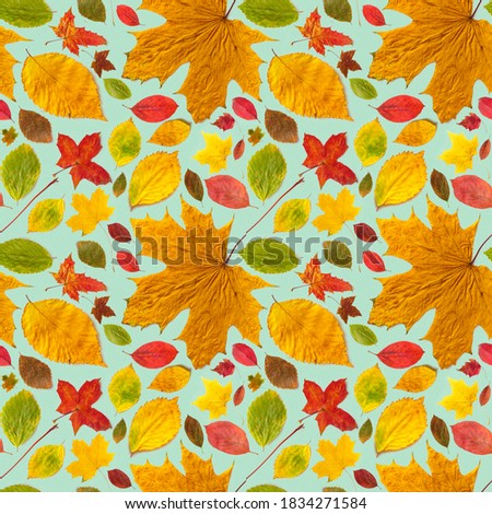 Colored autumn leaves pattern on light green background.