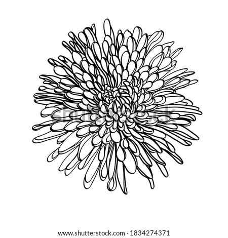 Black and white line illustration of daisy flowers on a white background. Flower chrysanthemum isolated on white
