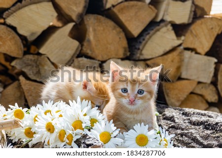 Two adorable red kittens sit on flowers on a tree background. Cute Pets kittens. Postcards and covers.