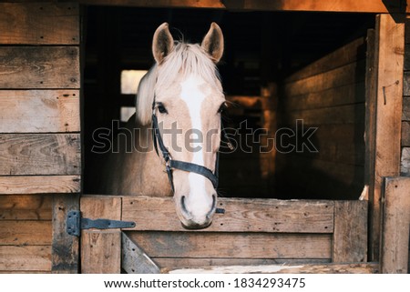 Horse with a white stripe in the stable. High quality photo
