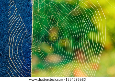 Beautiful spider web swaying in the wind