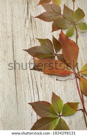 colorful autumn wine leaves on light wooden background space for text