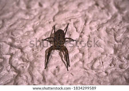 Halloween picture: close up of an enormous and spooky house spider on the wall (Tegenaria domestica).