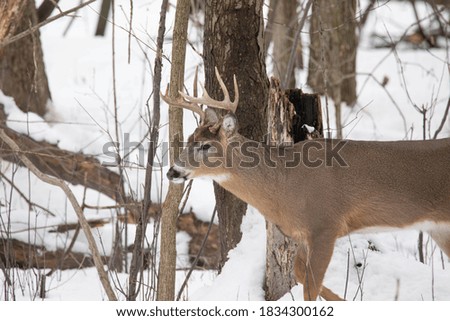 white tail deer enjoying a relaxing day in the forest while it spends time being in the woods during rutting season before hunting season