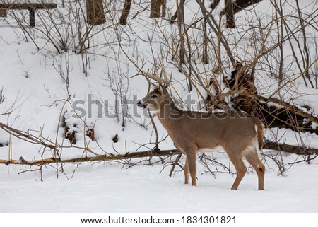 white tail deer enjoying a relaxing day in the forest while it spends time being in the woods during rutting season before hunting season