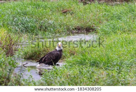 Bald Eagle walking across small stream in the field. Selective focus, travel photo, concept photo nature.
