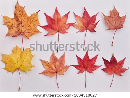 Maple leaves in red, orange and yellow 