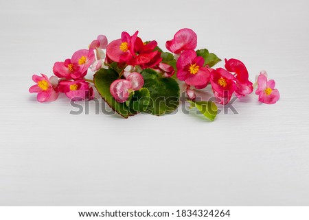 Delicate pink begonia flowers. Floral holiday composition with spring flowers on a white background. copy space
