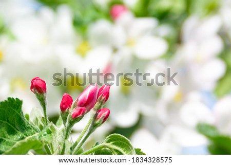 Spring image on the calendar. Pink and white flowers of apple tree. Soft selective focus.