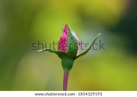 Pink rosebud against blurred yellow green background