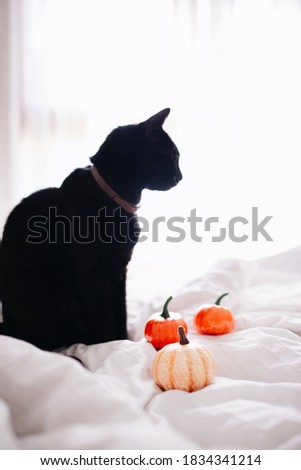 Black cat and pumpkins on the bed. Halloween concept