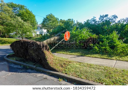  A toppled tree is seen uprooted and lying on the lawn of a house. A stop sign was toppled along with the tree