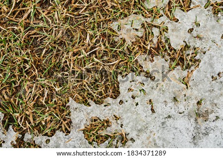 Background from first snow on green grass. Winter is coming.