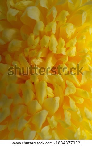 Soft Yellow Flower Center of Chrysanthemum 'Atsumono' in Full Bloom
