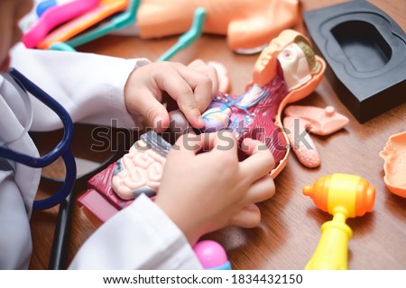 Closeup of hands of little school boy in doctor uniform playing doctor at home, kid learning and play with anatomical body organs model, Role playing Ideas for kids concept - Selective focus Royalty-Free Stock Photo #1834432150