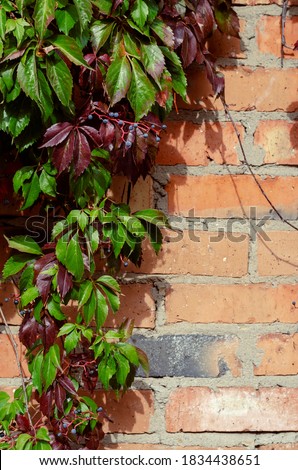 Red brick wall with leaves of wild grapes. Classic creative backdrop for variety of design tasks. Copy space. Without anyone.