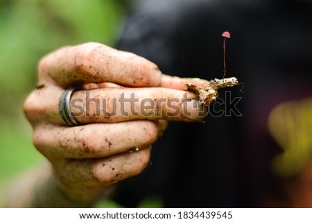 man's hand holding a tiny little mushroom  Royalty-Free Stock Photo #1834439545