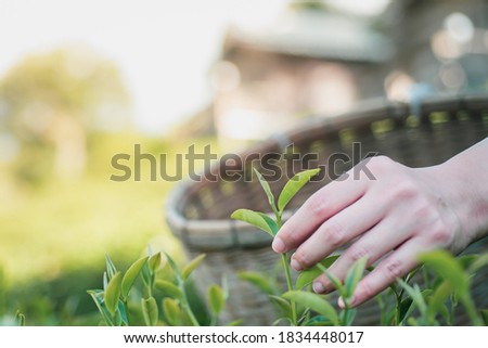 Close-up picture of tea leaf and a farmer's hand picking leaf from a tree and put in a bamboo basket in tea plantation