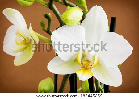 Beautiful light yellow orchid flowers with buds on a brown background.