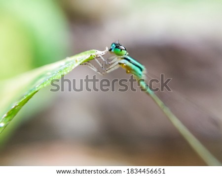 A damselfly taking rest on leaf with blur background focused on eye. 