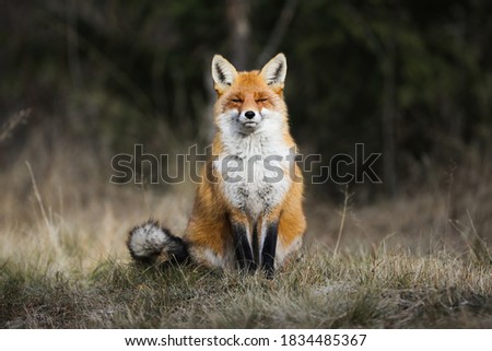 Tranquil red fox, vulpes vulpes, sitting on meadow in autumn nature. Calm mammal resting with close eyes on sunlight. Wild orange creature sunbathing on dry field.