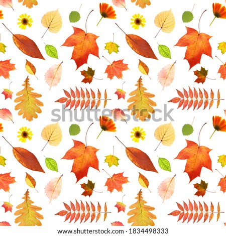 seamless pattern of autumn leaves isolated on white background
