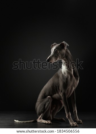 dog on a black background. whippet in the studio. Beautiful light