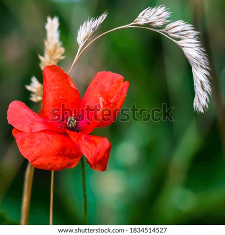 Summer sketch: red poppy flower on blurred green background