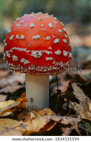 Fly agaric mushroom in autumn forest. Red fly agaric growing in moss. Poison fly agaric mushrooms in nature. Fall season background. Dry leaves. Copy space. Amanita or toadstool in forest.