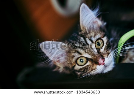 Portrait of an adorable tabby angora kitten