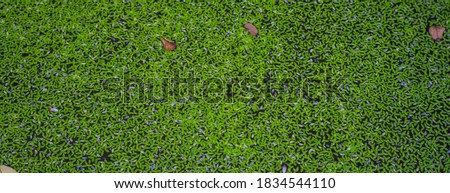 Beautiful natural background close tropical green micro leaves f