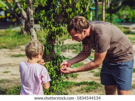 Father son walk in summer park, daddy look show touch tree leaves bark, explain science in playing. Happy Home natural child education, fathers day, dad responsibilities, influence on boy worldview