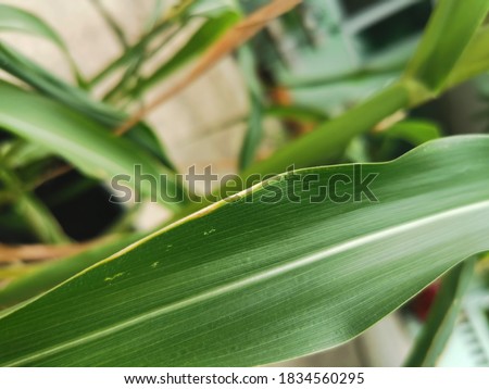 Geen texture closeup : Geen plants in nature concept,fresh corn on stalk in field,Organic maize field or corn field. A selective focus picture of Corn leaves