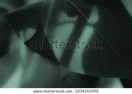 Abstract background of leaves shadows. Green blue toned colors. Selective focus