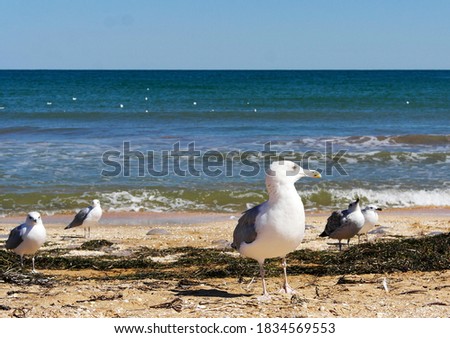 Huge well-fed seagulls on the shore of the warm Sea of ​​Azov. Seagulls are resting on the seashore.