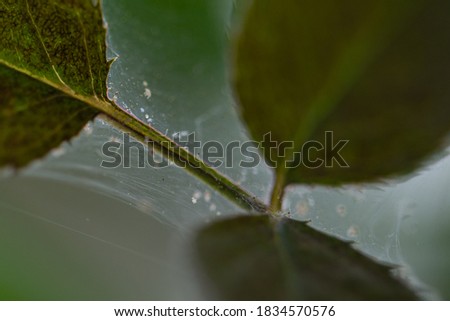 Leaf lice are planted in a green leafy rose bush. Macro photography.
