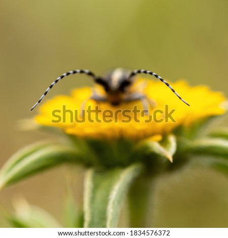 Close-up picture from small longhorn beetle on the yellow flower