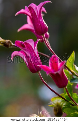 Clematis Princess Diana / The Princess of Wales in garden  Royalty-Free Stock Photo #1834584454