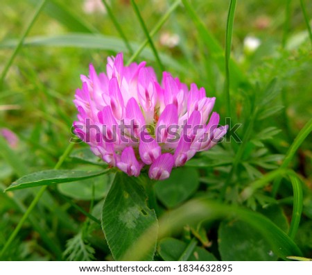 Small clover flower on a slope in Kolomenskoye Park